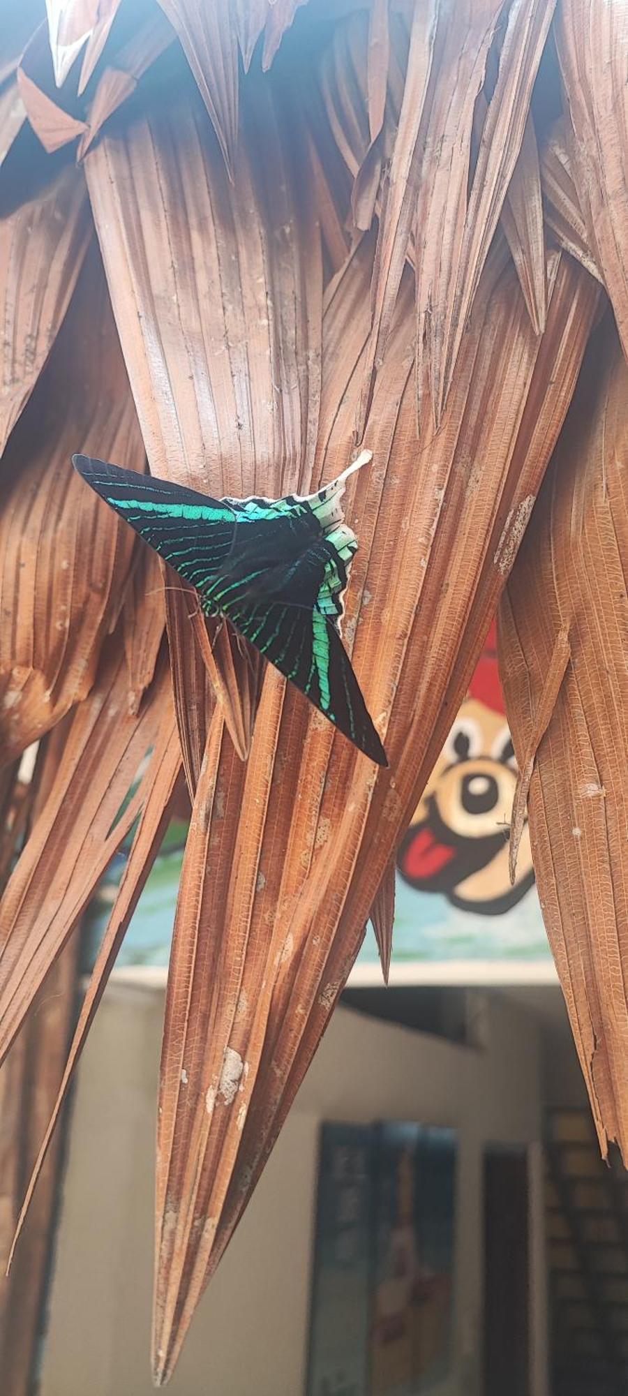 Flying Dog Hostel Iquitos Bagian luar foto